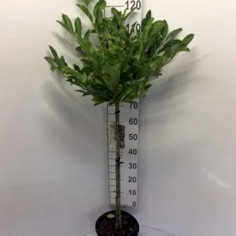 Tähtimagnolia
